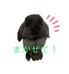 映えない黒うさぎ/アメファジ（個別スタンプ：15）