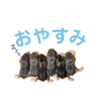 フェレットとハム's（個別スタンプ：4）