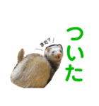 フェレットとハム's（個別スタンプ：7）