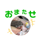 フェレットとハム's（個別スタンプ：8）
