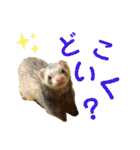 フェレットとハム's（個別スタンプ：9）