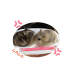 フェレットとハム's（個別スタンプ：16）