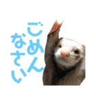 フェレットとハム's（個別スタンプ：18）