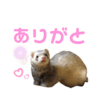 フェレットとハム's（個別スタンプ：19）