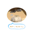 フェレットとハム's（個別スタンプ：28）