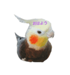 優しいインコちゃん♪（個別スタンプ：1）