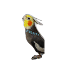 優しいインコちゃん♪（個別スタンプ：4）