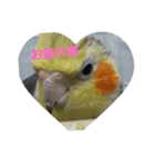 優しいインコちゃん♪（個別スタンプ：5）