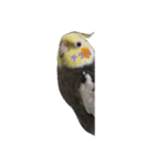 優しいインコちゃん♪（個別スタンプ：7）