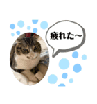 ちばさんちのにゃんこ（個別スタンプ：3）