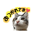 ちばさんちのにゃんこ（個別スタンプ：8）