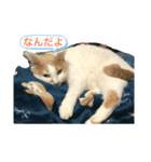 我が家の可愛い癒し（個別スタンプ：1）