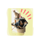 我が家の可愛い癒し（個別スタンプ：6）