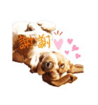 BOW犬（個別スタンプ：1）