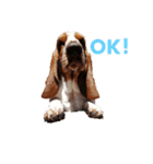 BOW犬（個別スタンプ：2）