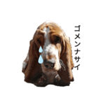 BOW犬（個別スタンプ：4）