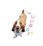 BOW犬（個別スタンプ：5）
