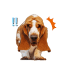 BOW犬（個別スタンプ：6）
