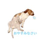 BOW犬（個別スタンプ：8）