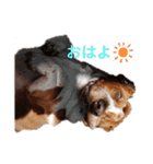 BOW犬（個別スタンプ：11）