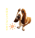 BOW犬（個別スタンプ：12）