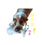 BOW犬（個別スタンプ：14）