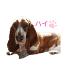 BOW犬（個別スタンプ：15）