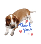 BOW犬（個別スタンプ：16）