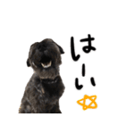 黒シュナ ゴンちゃんスタンプ 2（個別スタンプ：1）