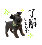 黒シュナ ゴンちゃんスタンプ 2（個別スタンプ：3）