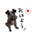 黒シュナ ゴンちゃんスタンプ 2（個別スタンプ：6）