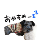 黒シュナ ゴンちゃんスタンプ 2（個別スタンプ：8）