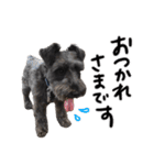 黒シュナ ゴンちゃんスタンプ 2（個別スタンプ：9）