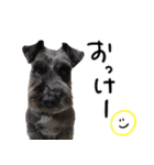 黒シュナ ゴンちゃんスタンプ 2（個別スタンプ：14）