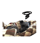 黒シュナ ゴンちゃんスタンプ 2（個別スタンプ：18）