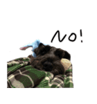 黒シュナ ゴンちゃんスタンプ 2（個別スタンプ：20）