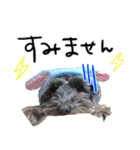 黒シュナ ゴンちゃんスタンプ 2（個別スタンプ：26）