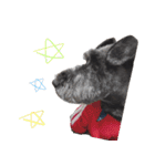 黒シュナ ゴンちゃんスタンプ 2（個別スタンプ：40）