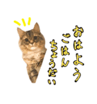 るーさんスタンプ1（個別スタンプ：1）