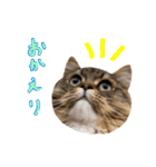 るーさんスタンプ1（個別スタンプ：13）