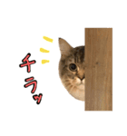 るーさんスタンプ1（個別スタンプ：14）