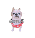 ponberrychan（個別スタンプ：5）
