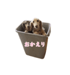 ダックス（日本語ver.）（個別スタンプ：2）