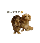 ダックス（日本語ver.）（個別スタンプ：9）