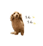 ダックス（日本語ver.）（個別スタンプ：11）
