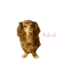 ダックス（日本語ver.）（個別スタンプ：12）