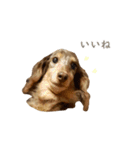 ダックス（日本語ver.）（個別スタンプ：13）