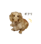 ダックス（日本語ver.）（個別スタンプ：14）