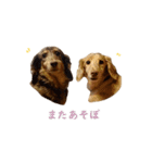 ダックス（日本語ver.）（個別スタンプ：17）