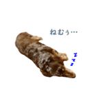 ダックス（日本語ver.）（個別スタンプ：18）